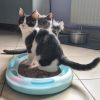 Auszugsbereit! reinrassige BKH Britisch Kurzhaar Kitten, Vater mit Stammbaum