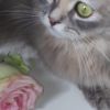 Angora Perser Kätzchen