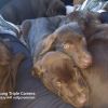 Schokobraune Labradorwelpe suchen ihre Familie 