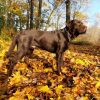 Deckrüde: Labrador Retriever Showline, schokobraun - kein Verkauf