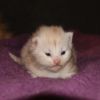 Sibirische Waldkatzen Kitten Kater Katze
