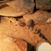 Drei Leopardgecko Weibchen mit Terrarium 