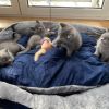 4x Britisch Kurzhaar Babys Kitten reinrassig Katze Kater Weibchen Männchen BKH 