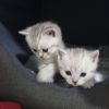 Britisch kurzhaar kitten silver tabbys