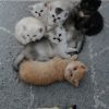 Süße BKH Kitten in seltenen Farben (nur noch 3)