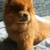Reinrassiger Chow Chow Welpe 