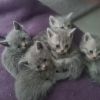 5 BKH Kitten 