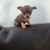 Süße Russkiy Toy Terrier reinrassig