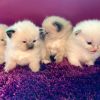 5 wunderschöne Ragdoll Kitten 