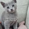 Russisch blau Kitten mit Stammbaum