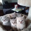 Reinrassige, süße Britisch-Kurzhaar Kitten warten auf Dich!