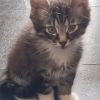 Maine Coon Mix Kater 