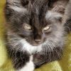 Kater Maine Coon sucht