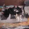 Perser Mix Kitten suchen ein liebevolles Zuhause 