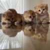 BKH Black golden tabby ticked ny25 kitten mit Stammbaum Babys