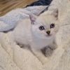 Britisch Kurzhaar Kitten / BKH / Baby Katzen 