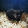 6 süße Mäuse suchen ein neues Zuhause 