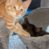 3 von 6 Main Coon Mix Kitten suchen noch ein liebes Zuhause 
