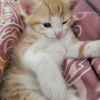 Süße babykatzen