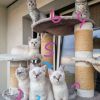 Kätzchen suchen Dosenöffner auf Lebenszeit 