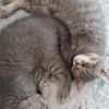 Verschenke Zwei BKH kitten mit Zubehör 