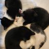 3 süße weibliche Kitten abzugeben