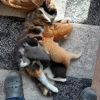 Schöne Kitten Mischlinge 