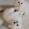 Wir verkaufen zwei BKH Kätzchen 