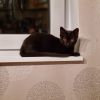 Bkh Katze schwarz 6 Monate mit Zubehör 