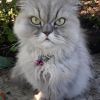 Schöne Perser Katze mit Nase 