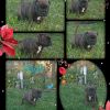 Staffordshire Bullterrier Welpe reinrassig Wurf Hund 
