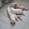 Reinrassige  BKH kitten  suchen ein neues Zuhause 