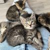 BKH MIX Kitten,  Katzenbabys, Kätzchen 