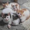 4 süße Kitten 