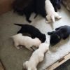 Labrador Welpen zu verkaufen 