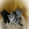 ❌❌ 3 zuckersüße BKH Perser Kitten ❌❌