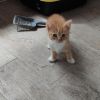 Kitten suchen liebevolles Zuhause 