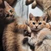 Wunderschöne BKH Kitten 