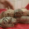 Britische baby kitten zu verkaufen ❤️