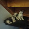 Katzenbabys suchen liebevolles Zuhause 