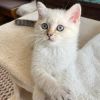 Wunderschöne BKH-Mix Kitten mit blauen Augen 