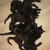 Schwarze Kitten 