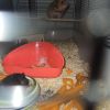 Baby hamster 4 woche alt