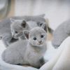 Russisch Blau Kitten