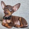 Welpe Ruskij Super Mini Toy - Terrier.   Alter 3 Monate.  Geboren am 23.05.23 Geimpft, Gechipt, Entwurmt mit Heimtierausweis Pet Passport. Sehr klein, schön 