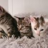 5 Kitten suchen liebevolles Zuhause