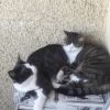 Zwei süße Katzenweibchen (kastriert) 