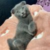 Scottish Fold Baby Katze 