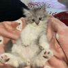 Perser Baby Katze 