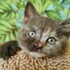 BKH Kitten mit Stammbaum und Impfung /Bernstein Augen 